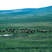 Предгорья Улытау