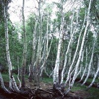 Весна в горах Улытау